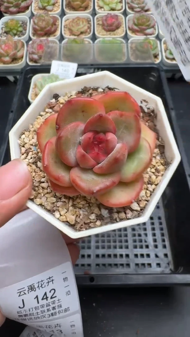 141J云禹多肉植物 带盆土纸巾打包 当天拍3颗包邮