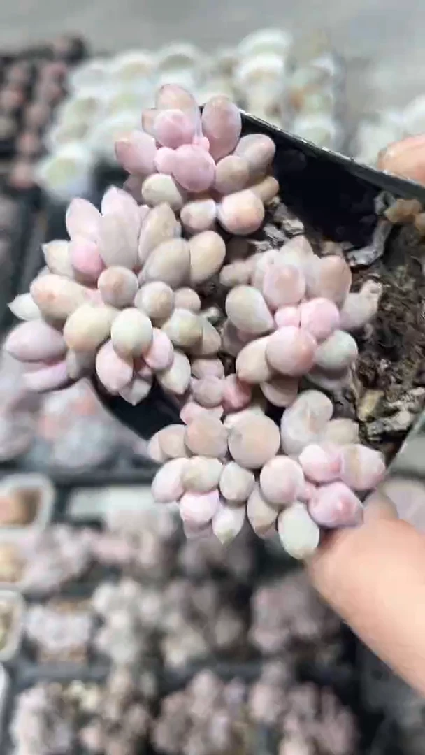 【闪购商品】65盆婴儿手指群生多肉