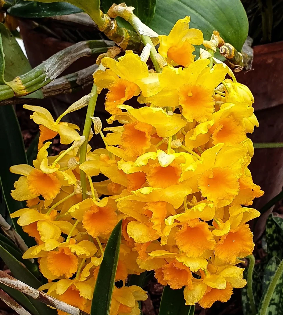 开花金黄的密花石斛