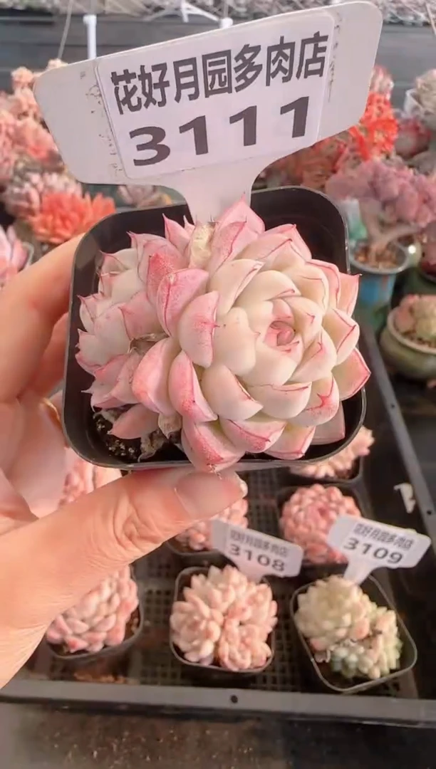 【闪购商品】3111.