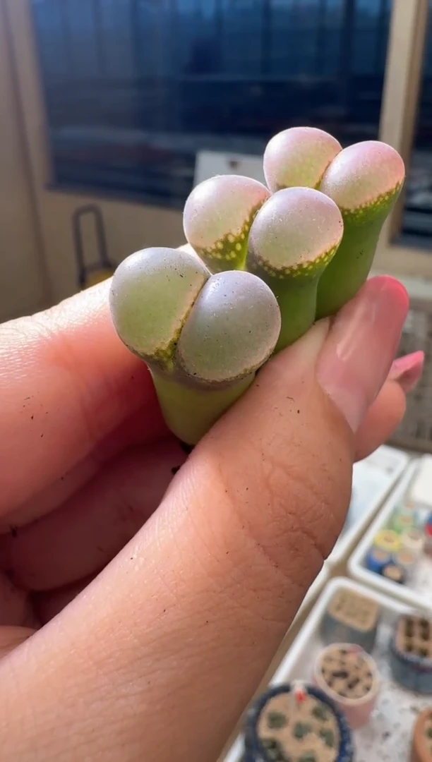 29-109多肉植物肉锥一颗