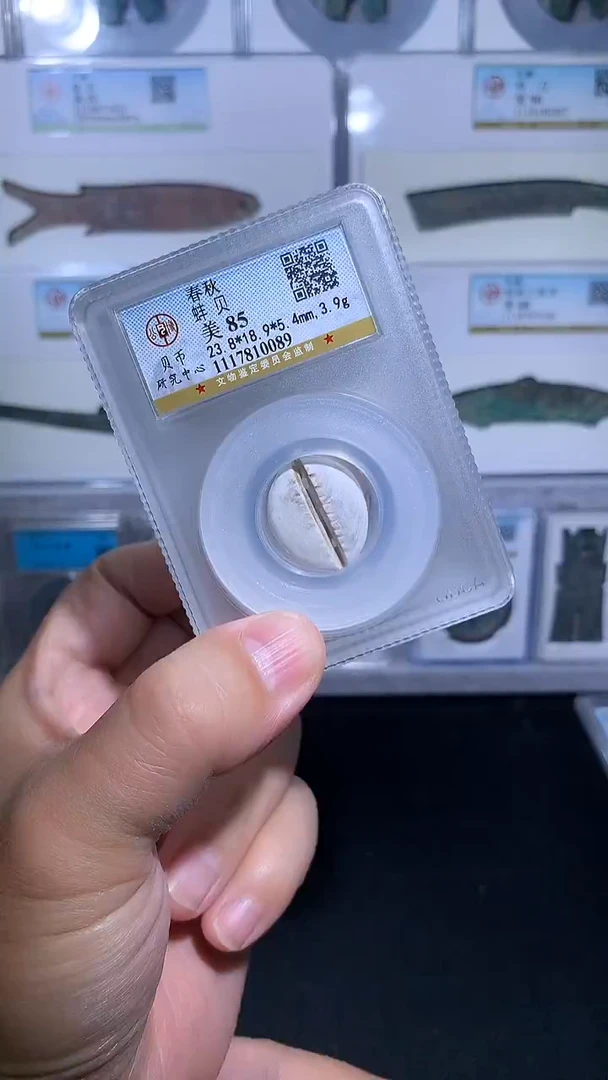 铜御泉收藏蚌bei一枚