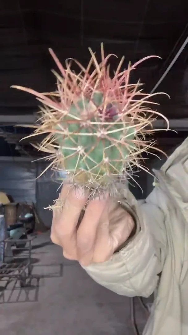 啥玩意不知道  49.99