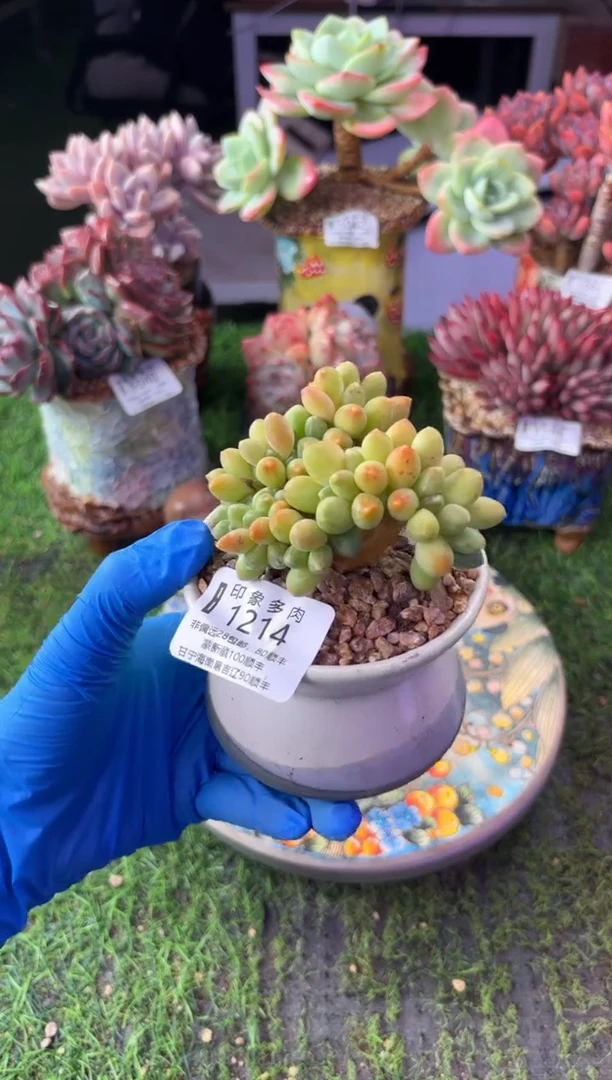 昆明印象多肉1214