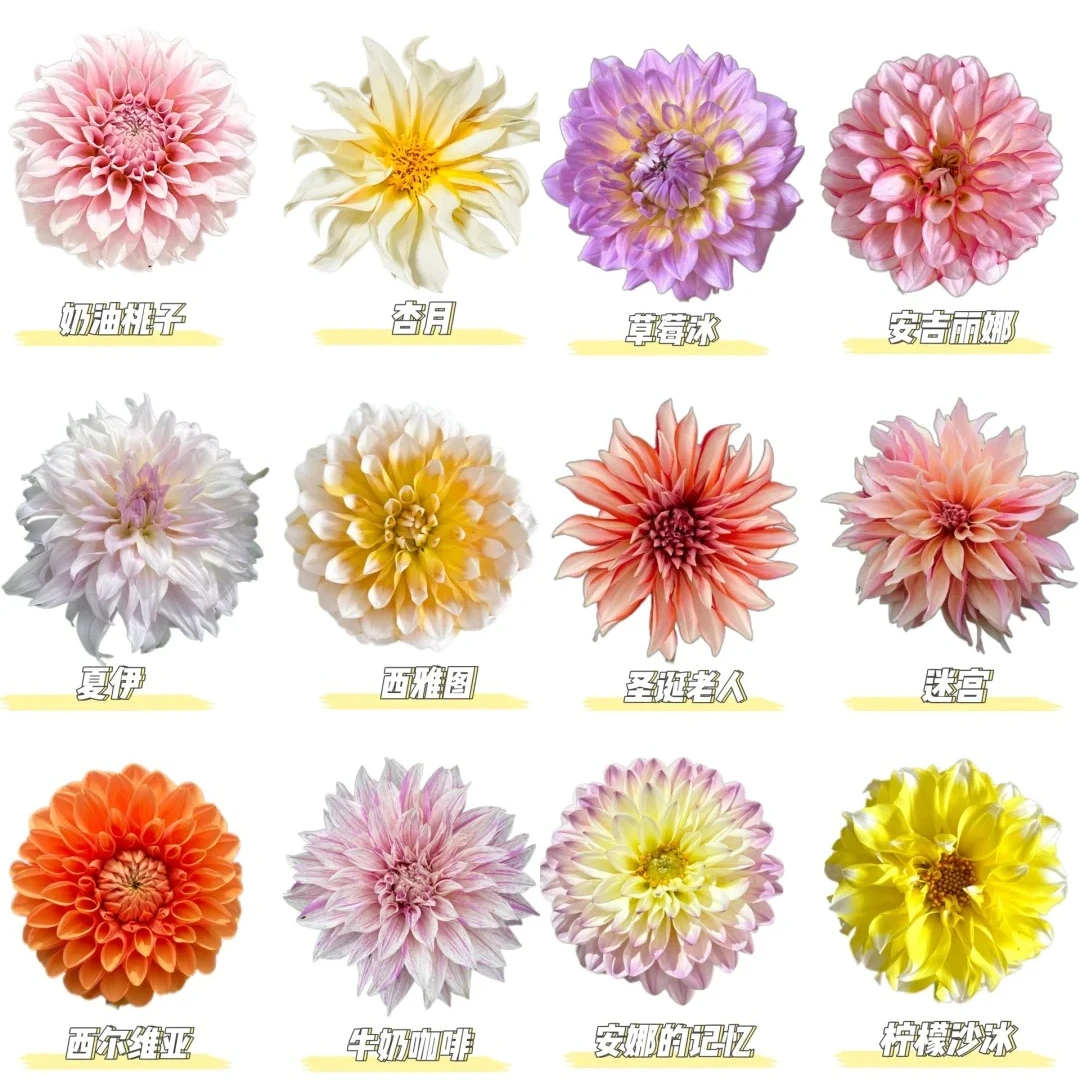 【源头优选】大丽花-任意2单鲜花升级快递 发货后不支持退款