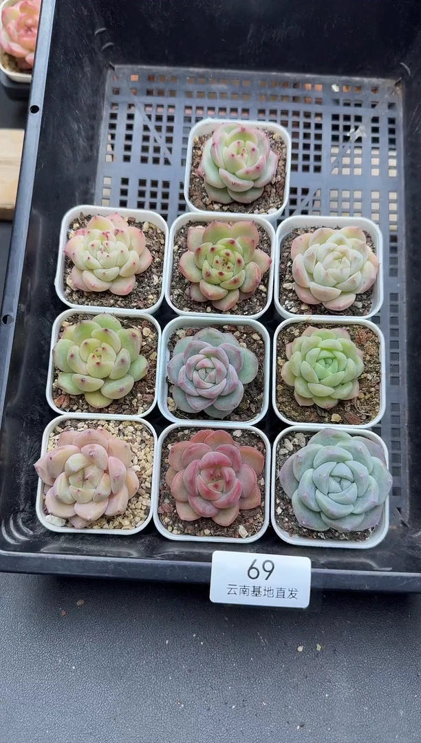 珍妮杂交多肉多肉69