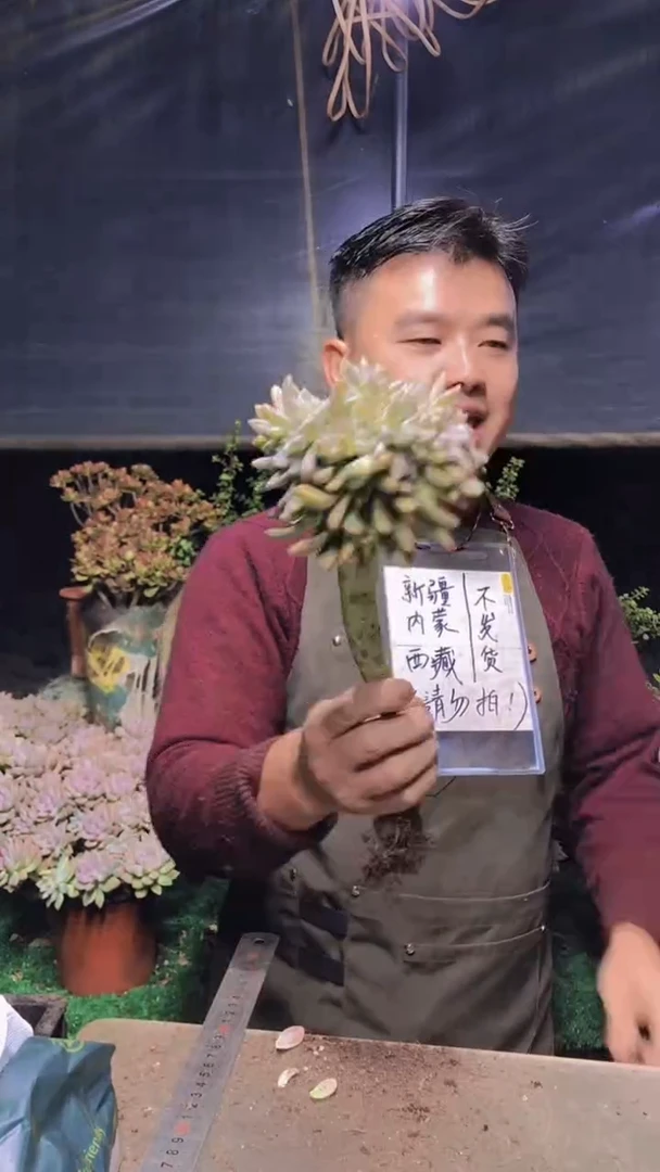 201淡雪缀化一物一拍