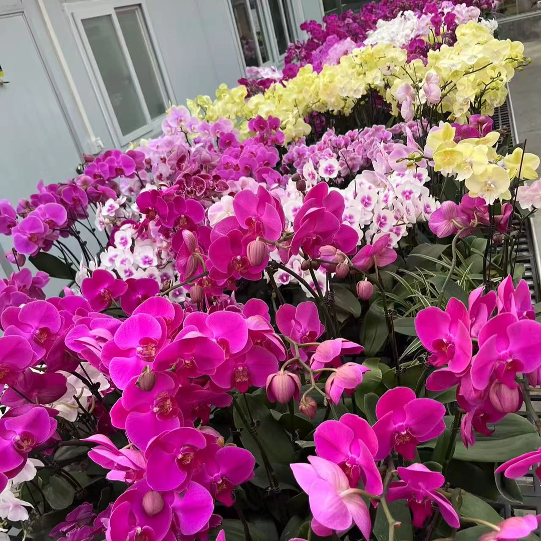 A10【混色蝴蝶兰】室内绿植花卉高端蝴蝶兰好养易活