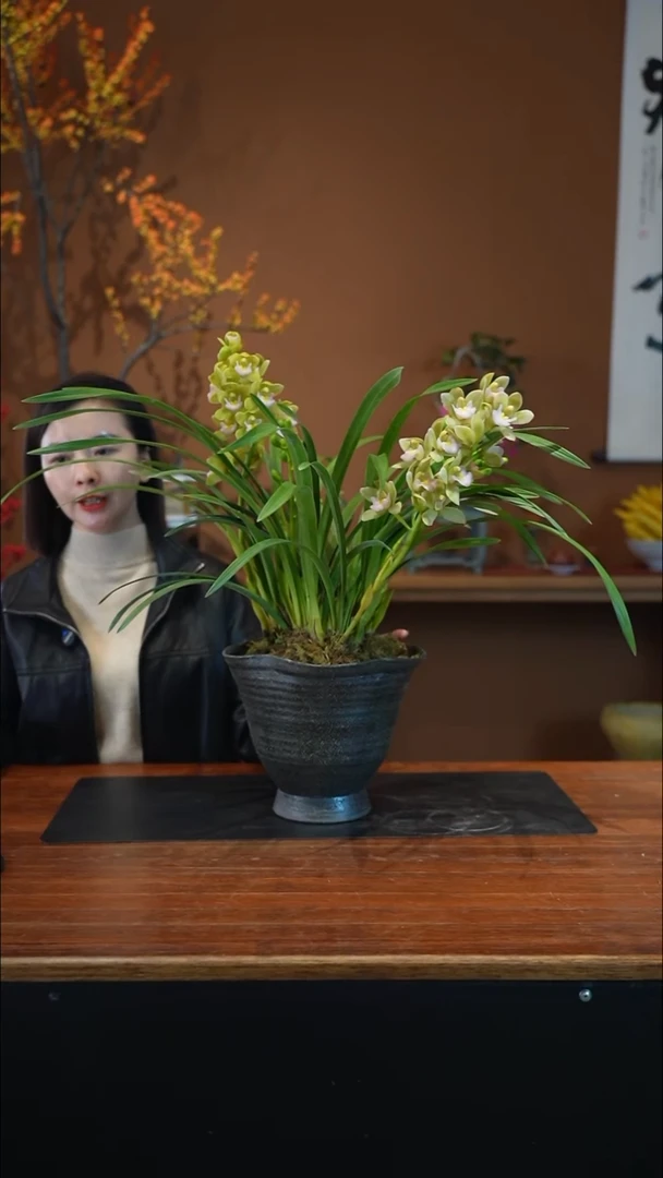 全部花朵香兰黑盆盆景盆景盆景