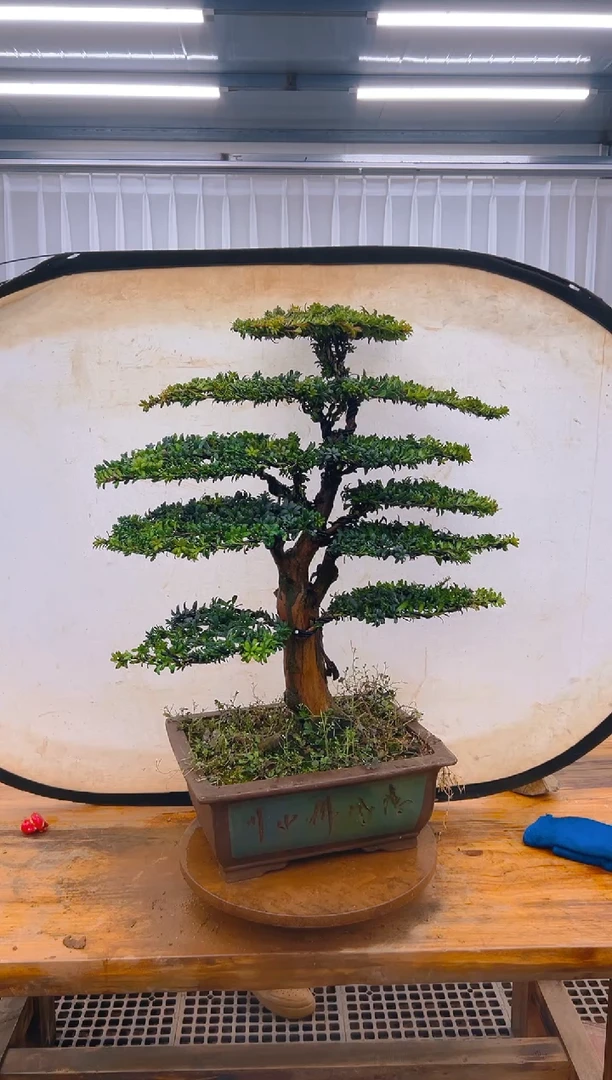 【闪购商品】紫砂精品盆景直播间一物一拍