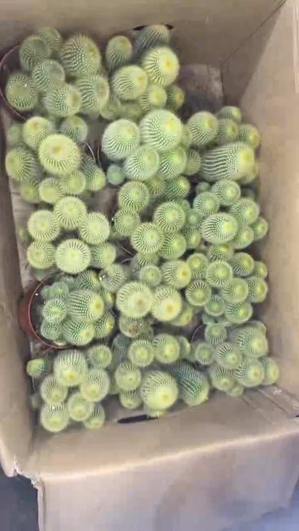 金丝猴 群生【带根】9-12cm