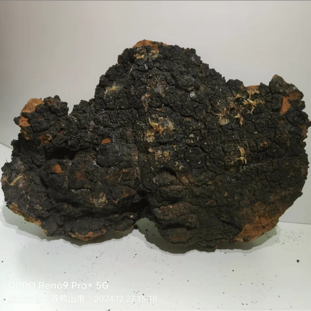 饶河初级农副产品大块桦树茸250g/500g