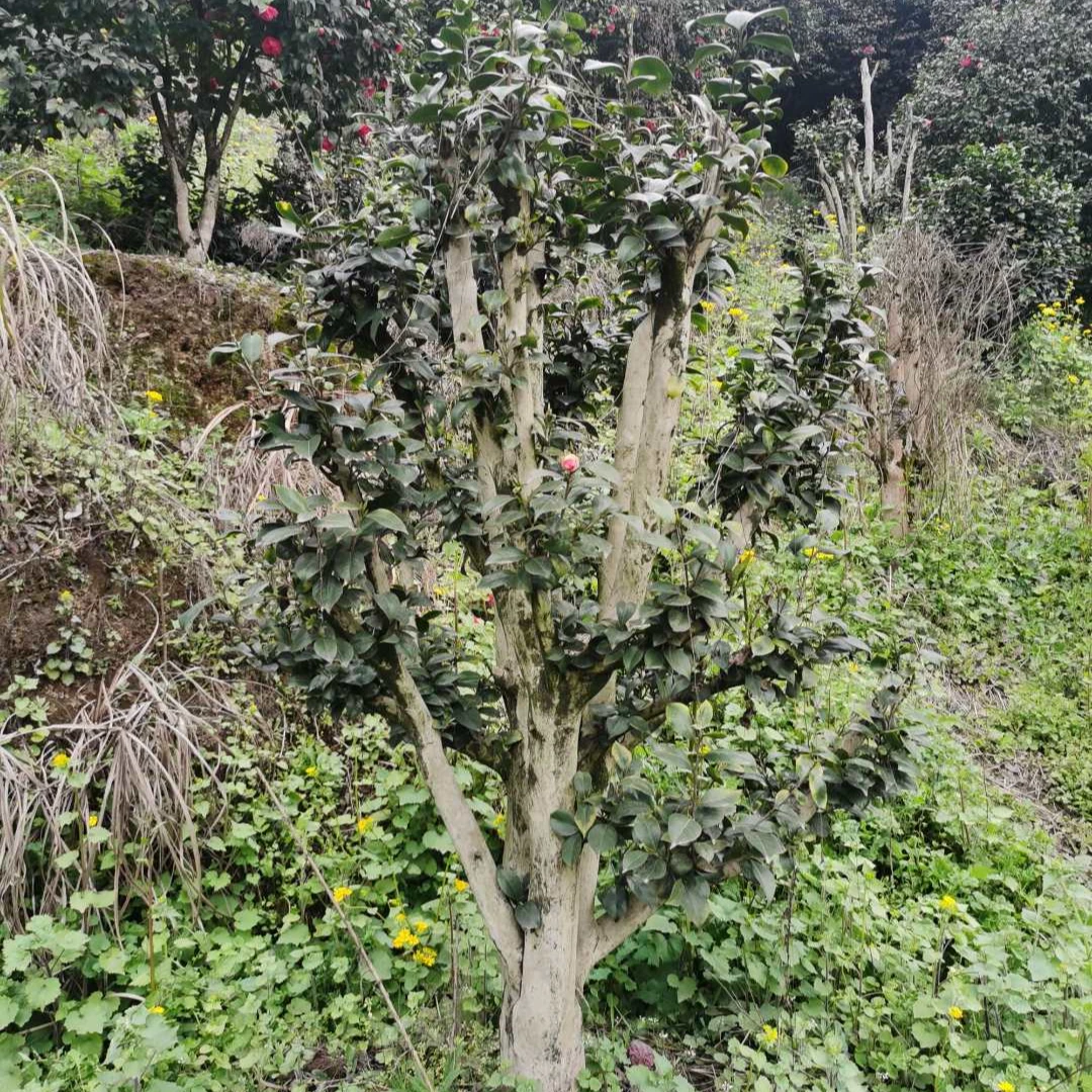 （一物一拍）精品老桩山茶花原生桩室内外栽种绿植盆栽（售后60天）