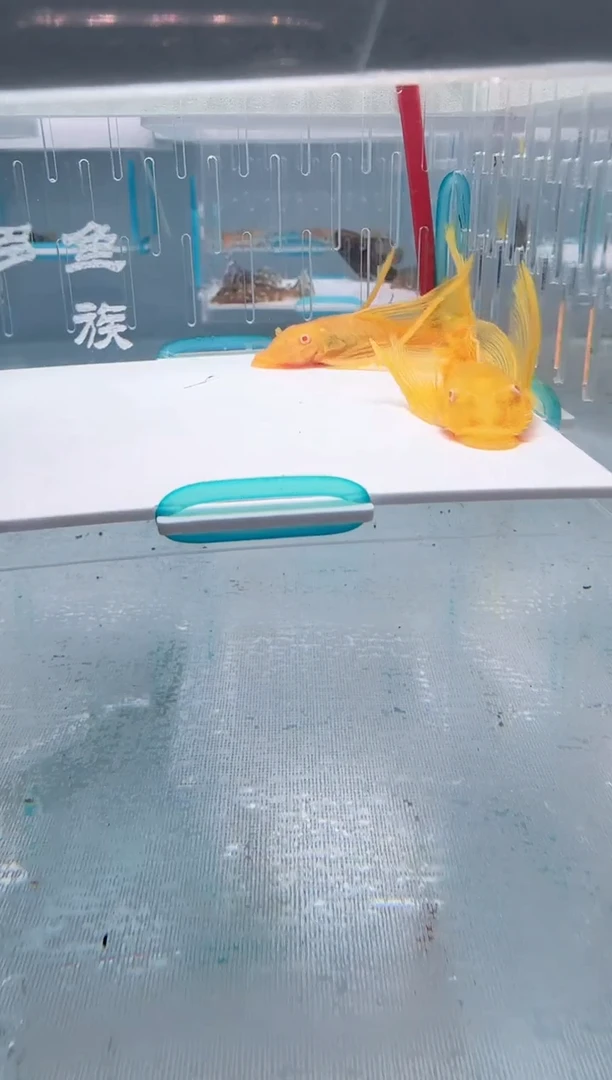清道夫一对不包入缸损19