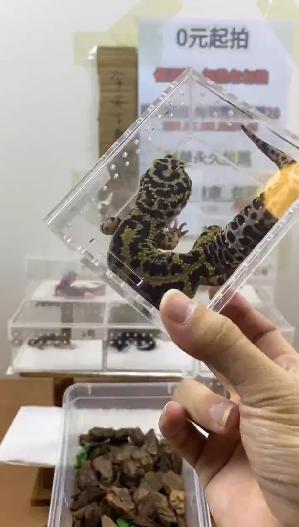 豹纹守宫豹纹守宫幼苗亚成体成体肥尾瘤尾