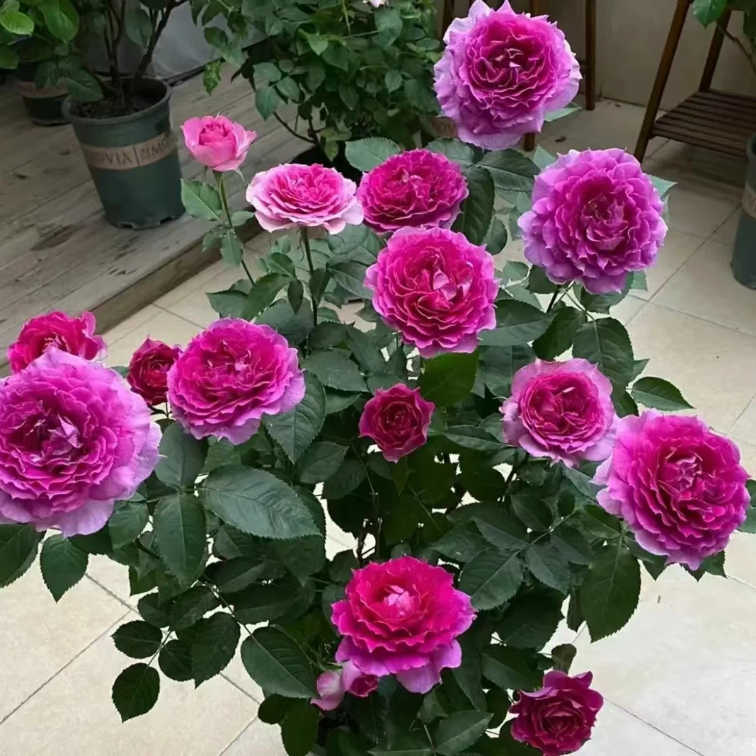 花妖【天方夜谭大苗】大花四季