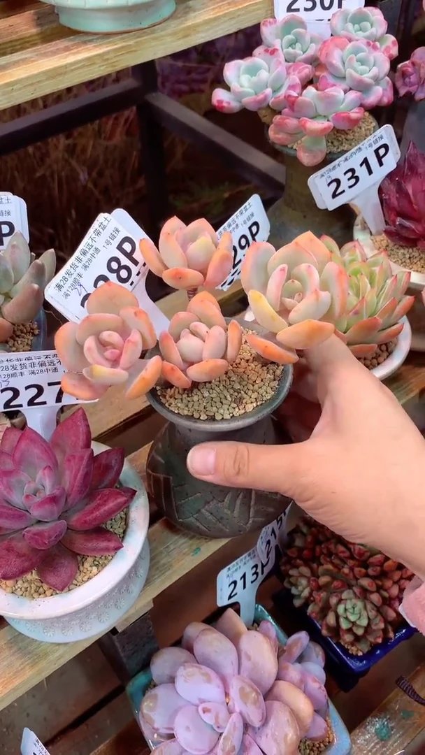 228P  (一物一拍实付满28发货，默认不带盆土）