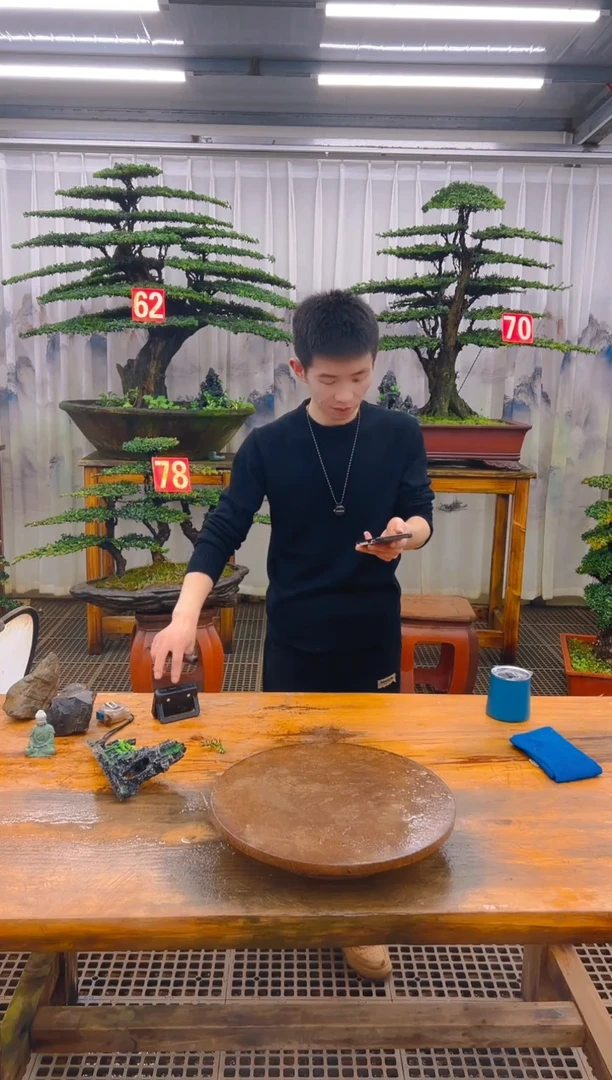 无花朵金精品盆景直播间一物一拍
