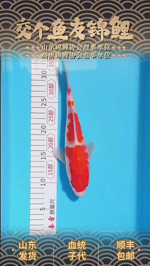 锦鲤120301红白锦鲤