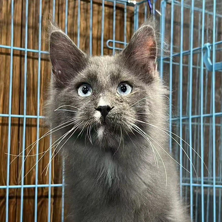 来了姊妹-蓝色蓝眼缅因猫 弟弟 18