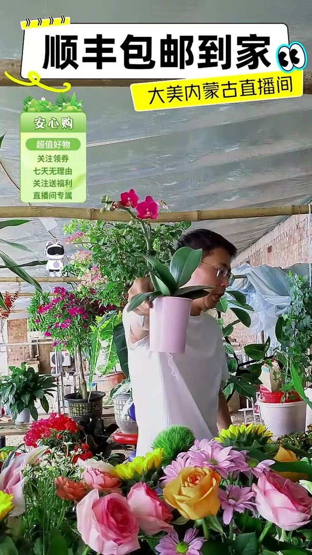 完全开放紫色蝴蝶兰