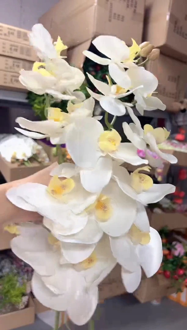 2枝白色9头蝴蝶兰