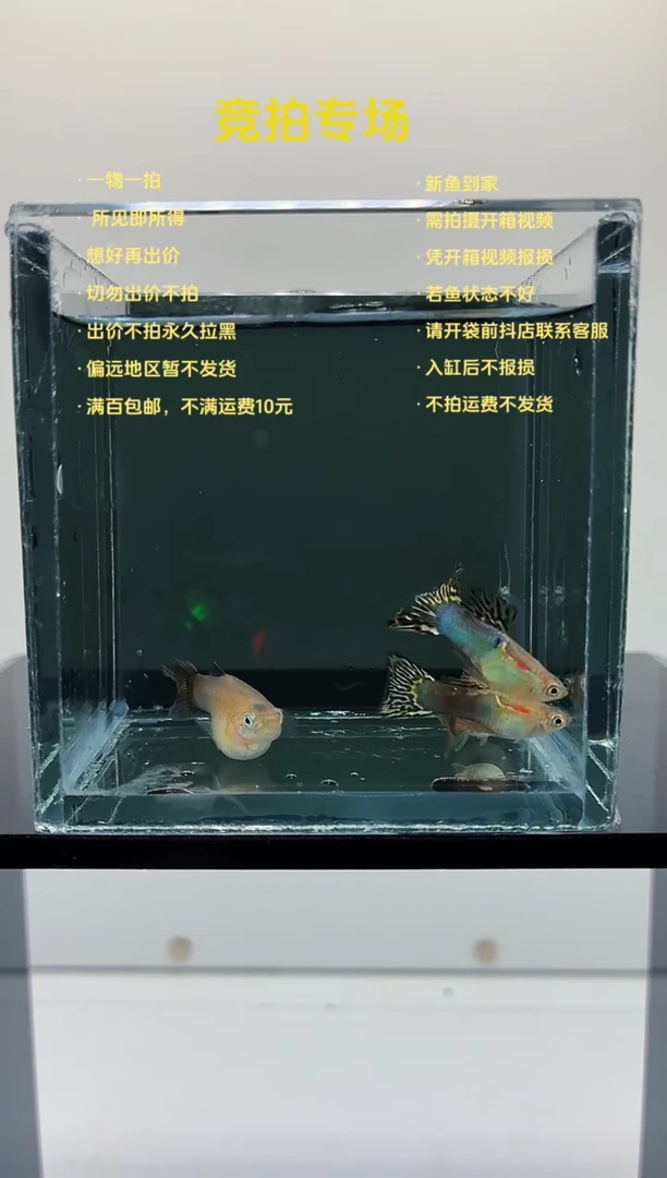 孔雀鱼鎏金两对-97