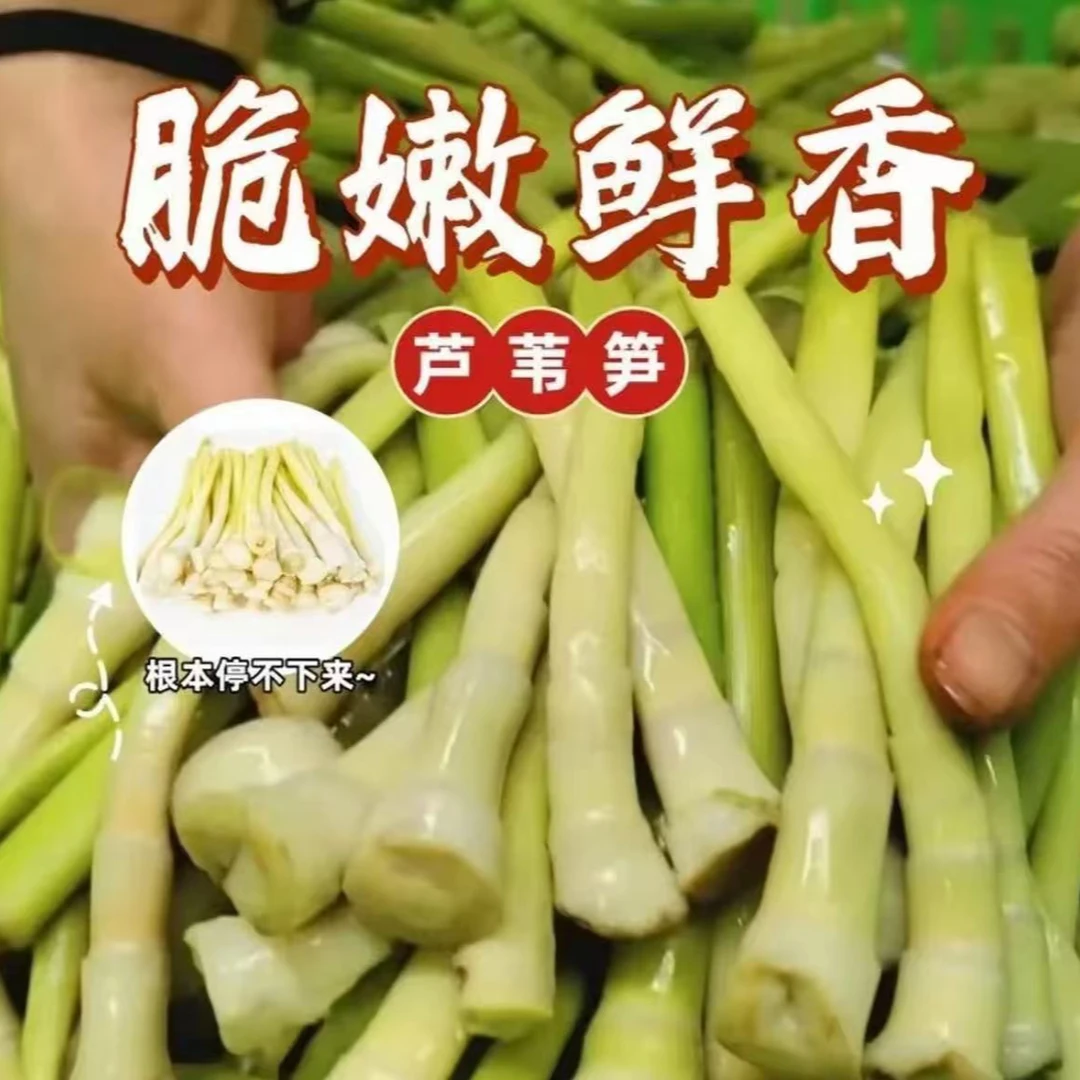 湖北石首特产野生鲜嫩财笋荻笋芦苇笋鲜嫩火锅煲汤食材