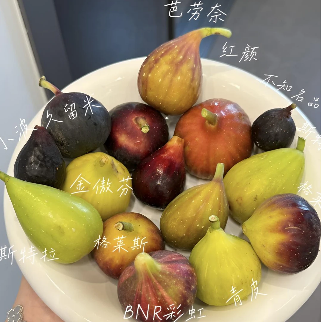 正宗特级云南格莱斯无花果当季新鲜树上熟糖包子京东/顺丰包邮