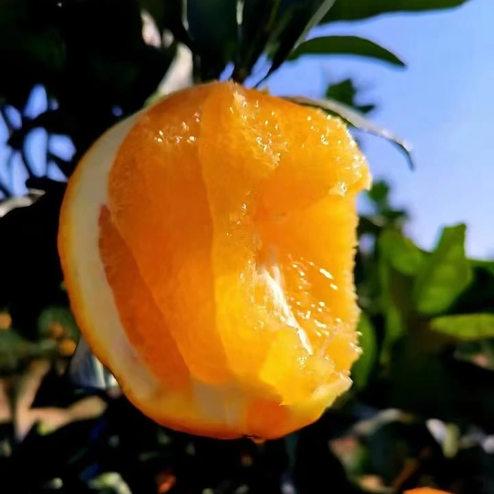 湖南道州脐橙农家自种现摘现发鲜甜多汁5斤包邮