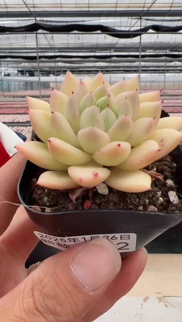 【闪购商品】新款多肉-102