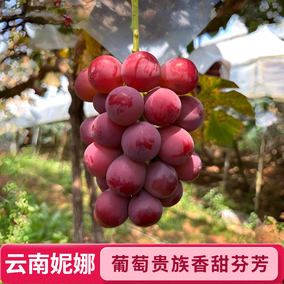云南优生产区 | 一级妮娜皇后葡萄 | 礼盒顺丰空运