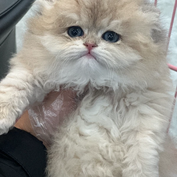 曼可宠物严选(小凡)活体狗狗宠物全款成交链接 仅支持平台交易