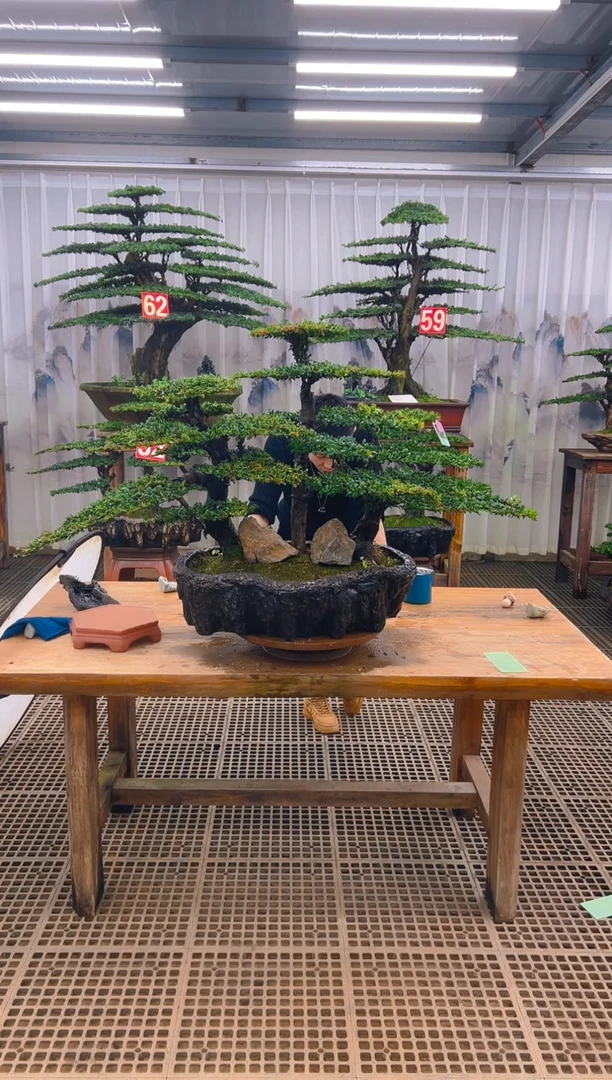 无花朵Y*F精品盆景直播间一物一拍