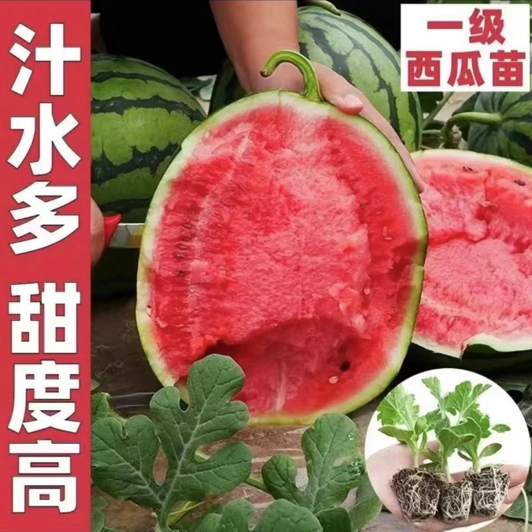原土西瓜秧苗8424冰糖麒麟瓜苗阳台盆栽西瓜苗庭院露天种植