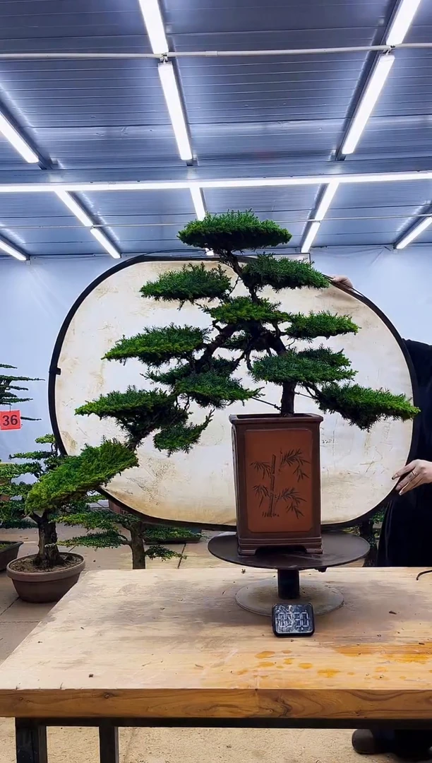 无花朵一物一拍，所见即所得