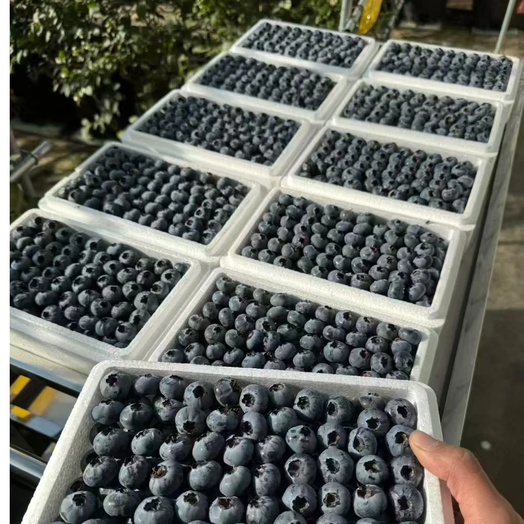 【琳琳爱生活】花香蓝莓L25 纯甜无酸新鲜现摘现发应季水果