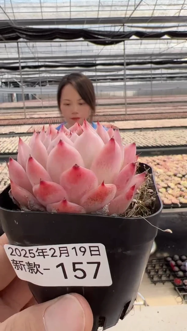 【闪购商品】新款多肉-157