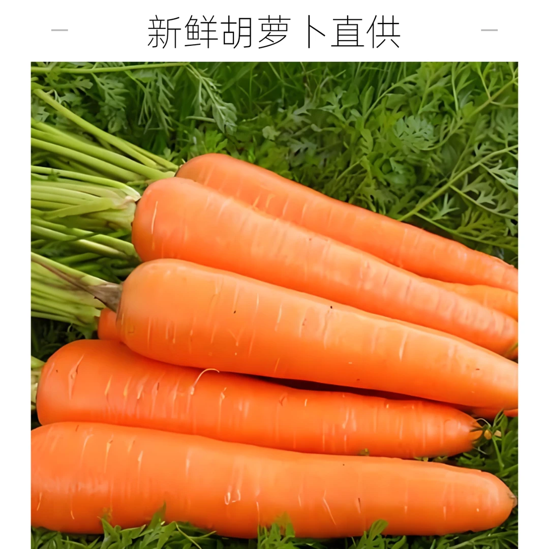 鲜果甄探精品胡萝卜
