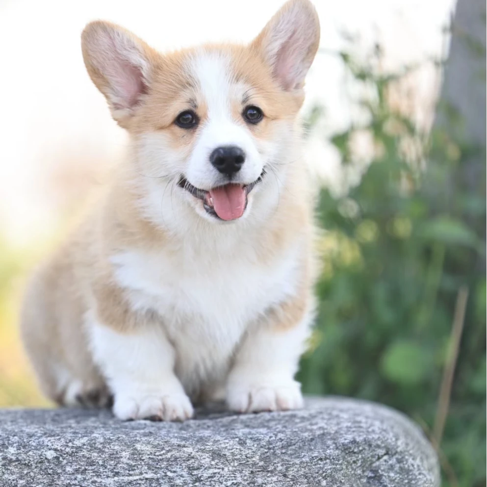 【川哥家萌宠】宠物柯基犬链接