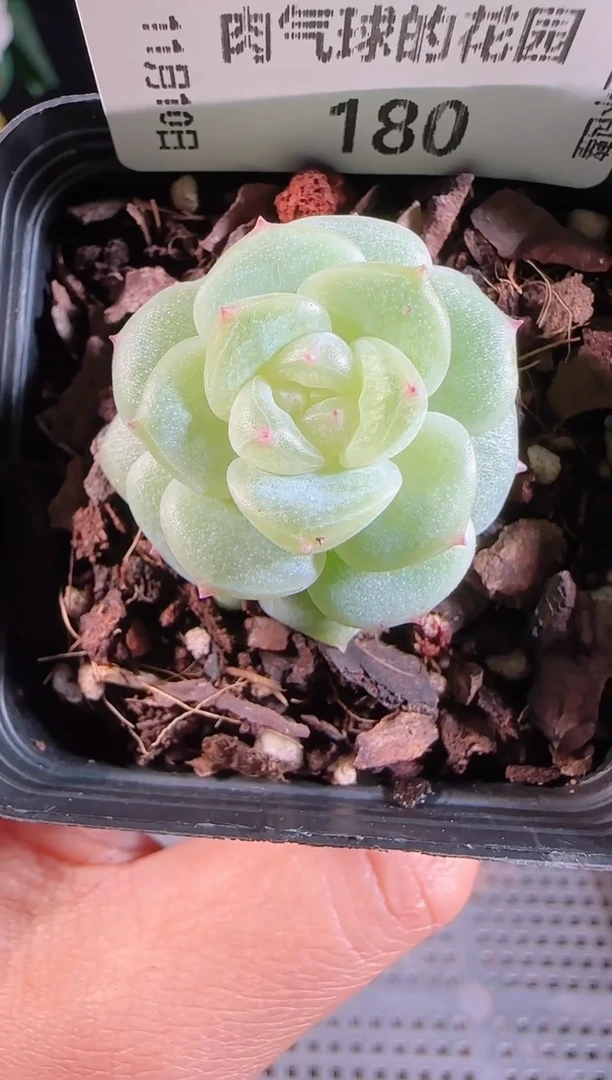 1110-180群生不包整