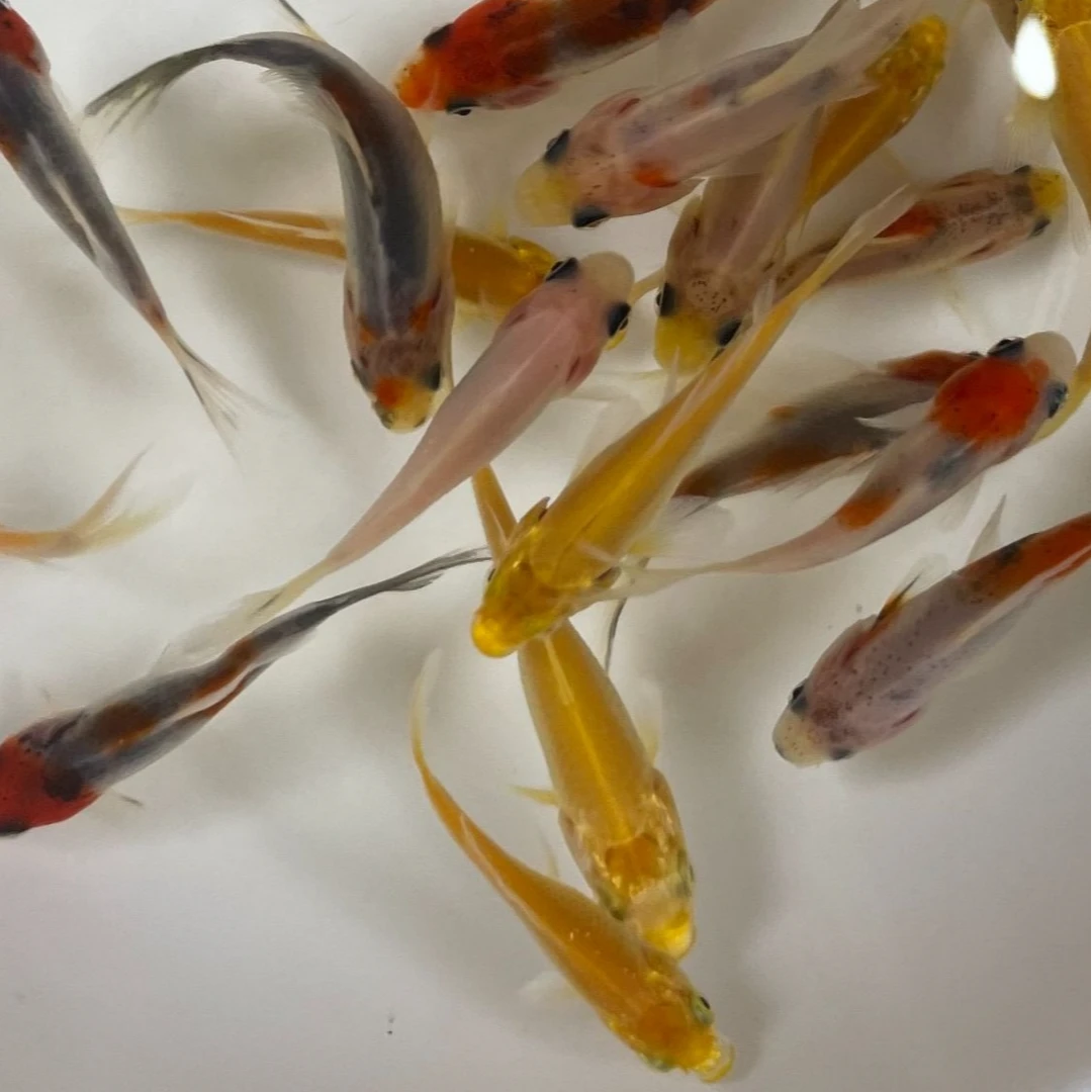 【双色混搭】黄金锦鲤花草金冷水鱼观赏鱼好养好活