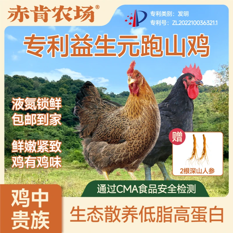 【送人参2只土鸡散养6斤净重】清远鸡笨鸡广东走地土鸡种母鸡麻鸡烧烤食材