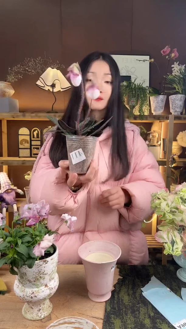 以实际为准秋*Q玉女兜兰育苗袋411