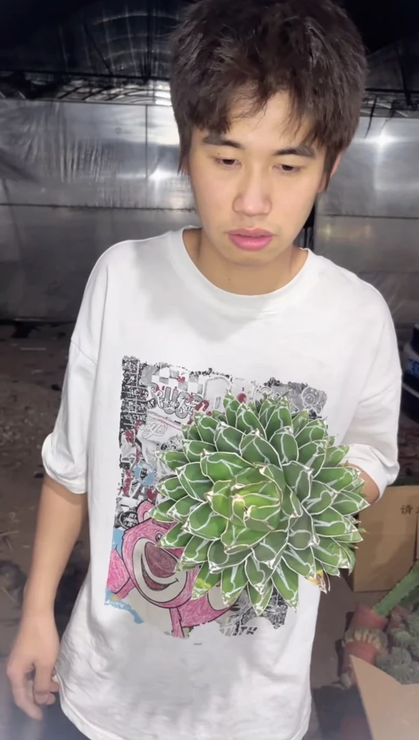 超大 屉之雪 14-18cm