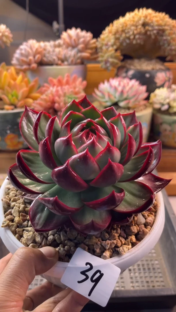 11.24-39惊鸿1111111111