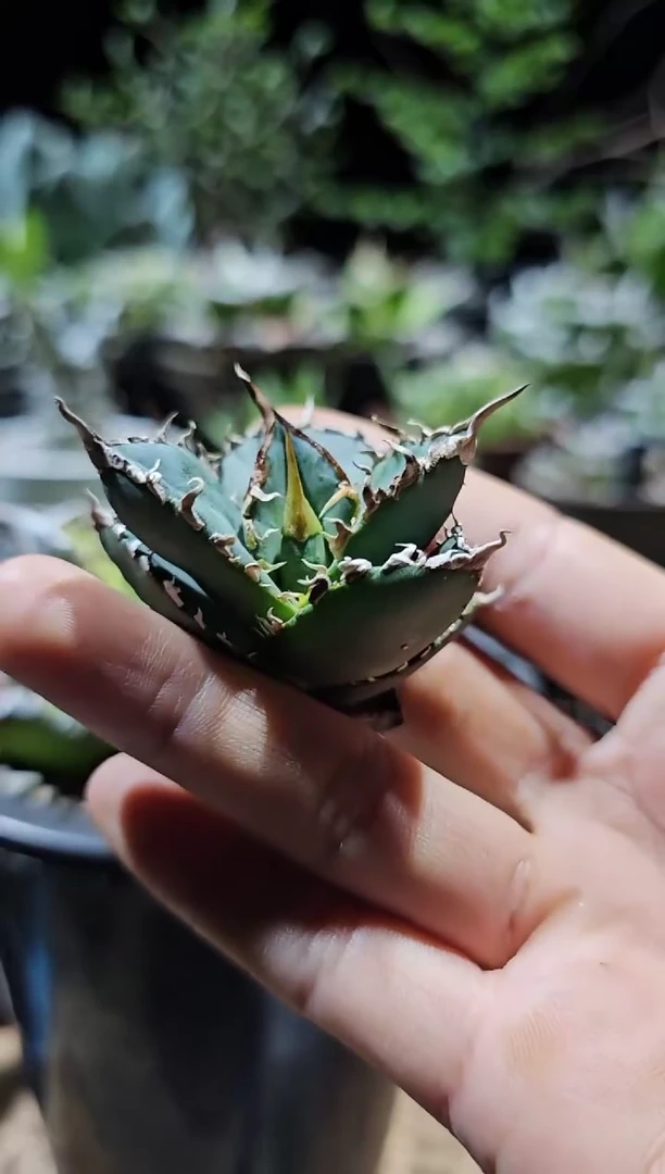 【直播特价】绿幽灵 顶芽 仁王冠 基因保证非组培(特价下播结束)