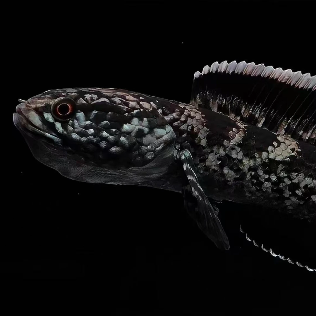 雷龙鱼直播间拍鱼专属链接