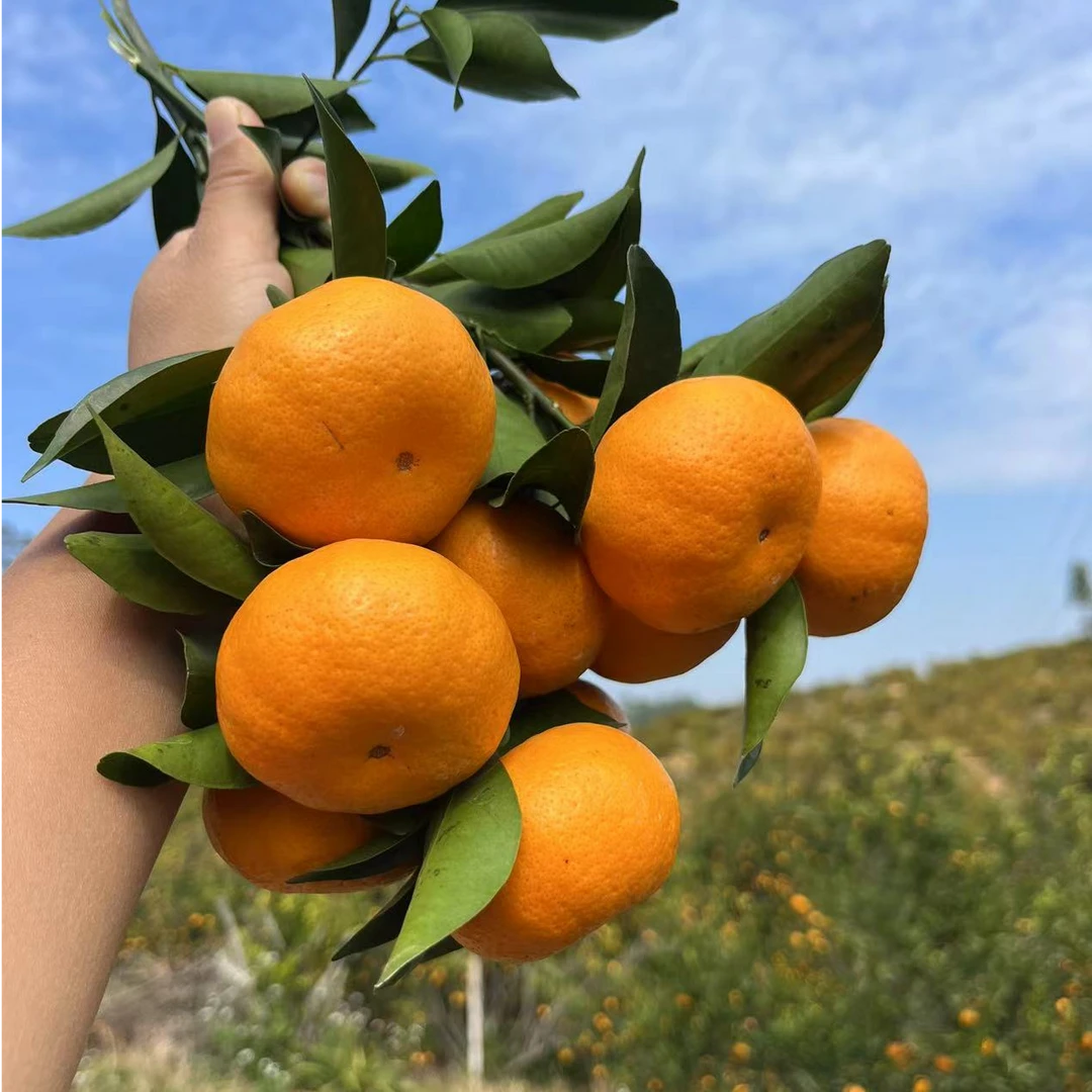 【顺丰配送】精选靓年桔 新年桔 8分酸2分酸 新鲜现摘现发