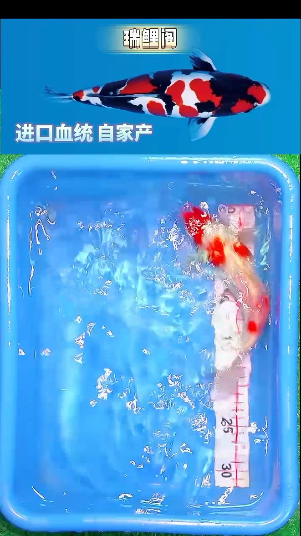 锦鲤瑞鲤阁精选--34